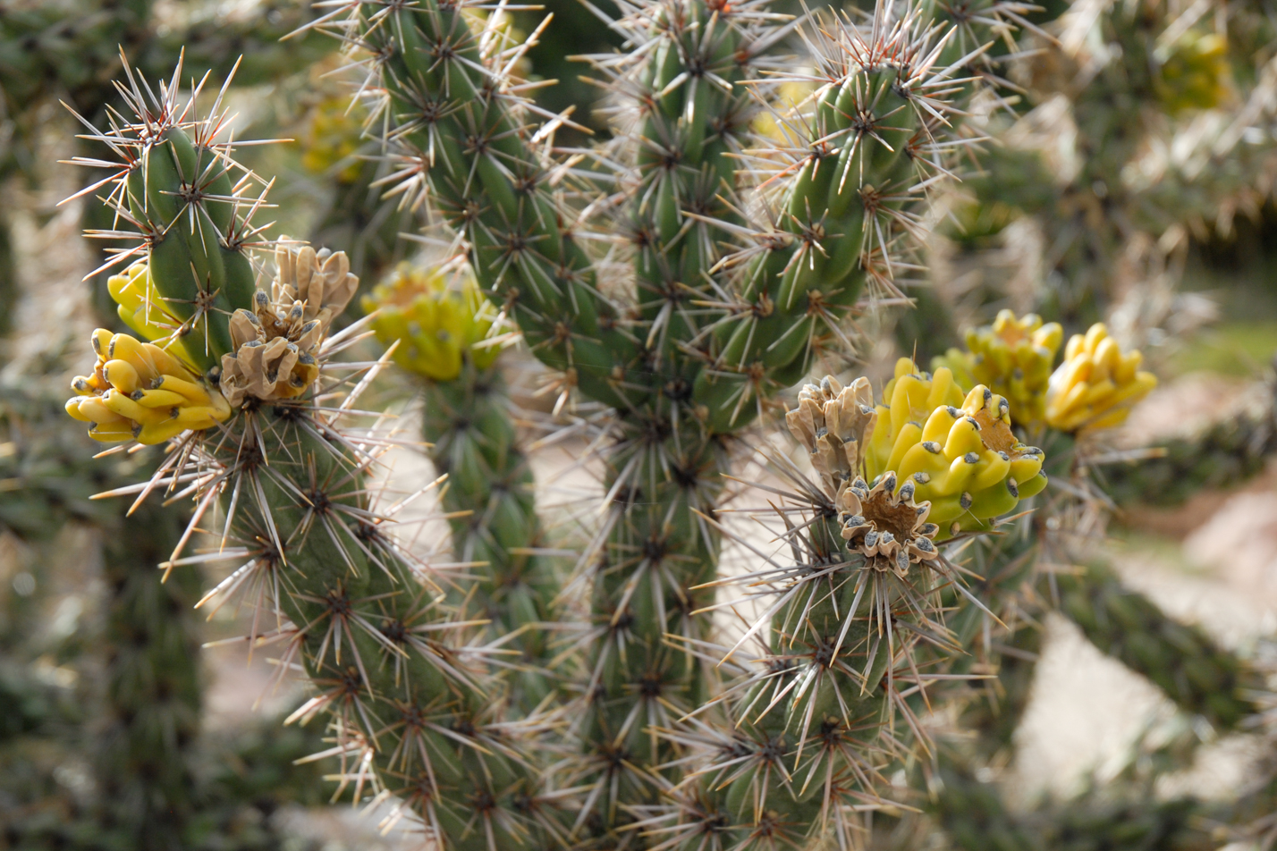Cholla